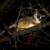 Komba usata - Galago senegalensis - Senegal bushbaby s3086